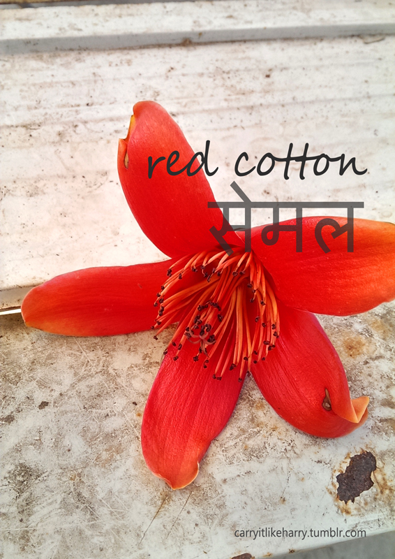 The Red Cotton Tree The Ultimate Ayurvedic Treasure Trove And The Undiscovered Male Aphrodisiac Carry It Like Harry