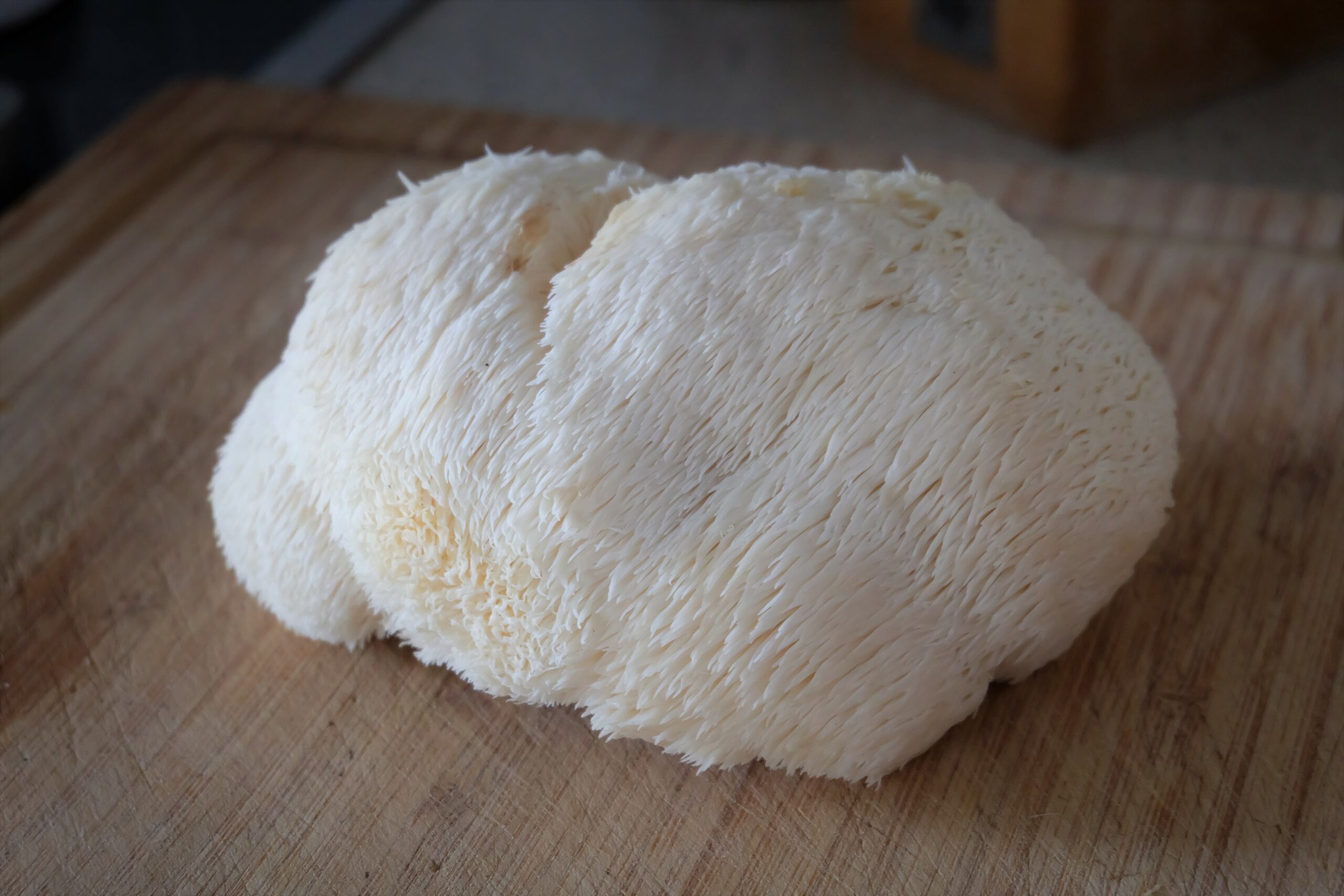 Cure for Alzheimer’s? Introducing the Lion’s Mane mushroom – CARRY IT ...